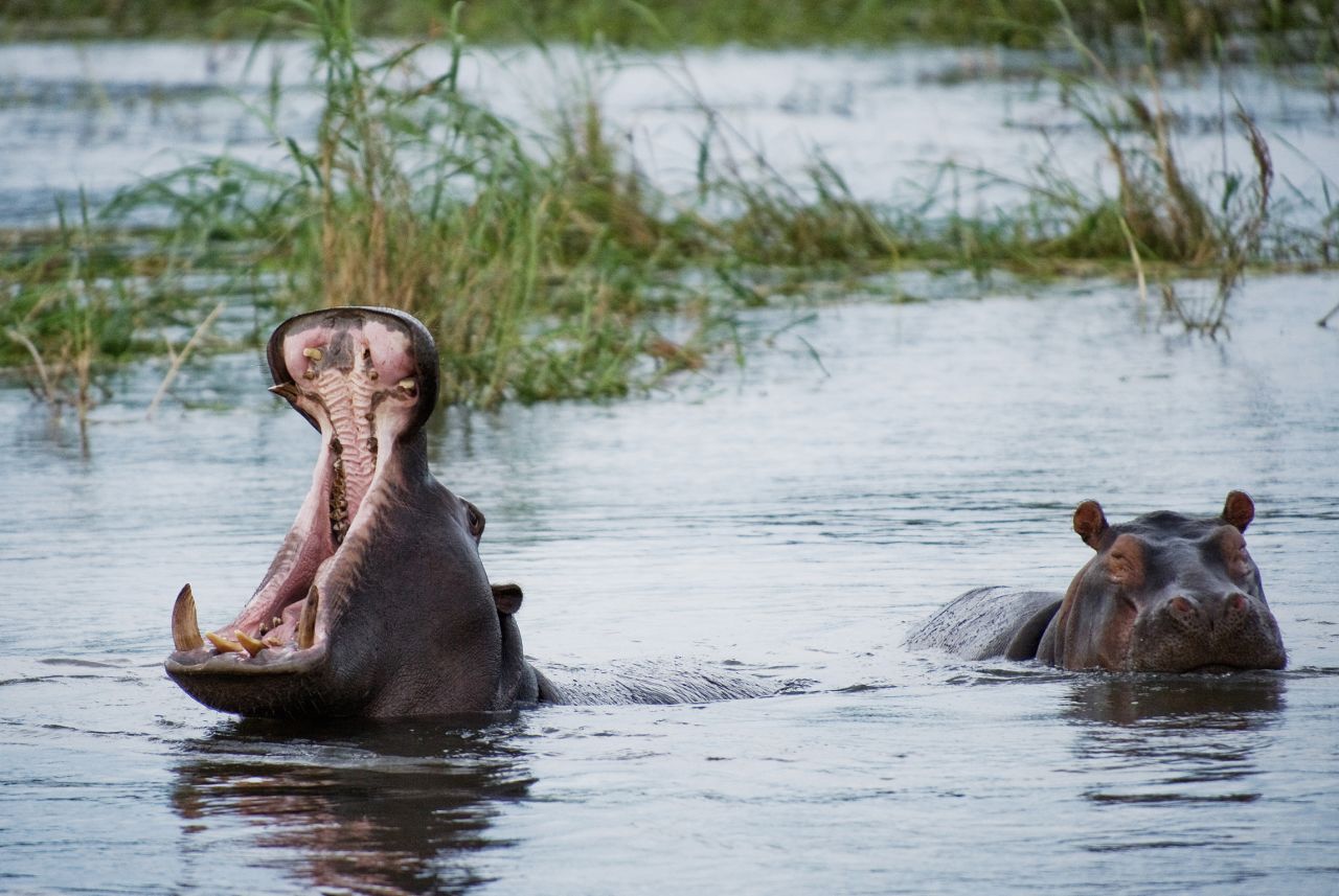 KAZA conservation aims to protect wildlife -- including Chobe District's 186 hippos-- and agriculture while establishing community projects.