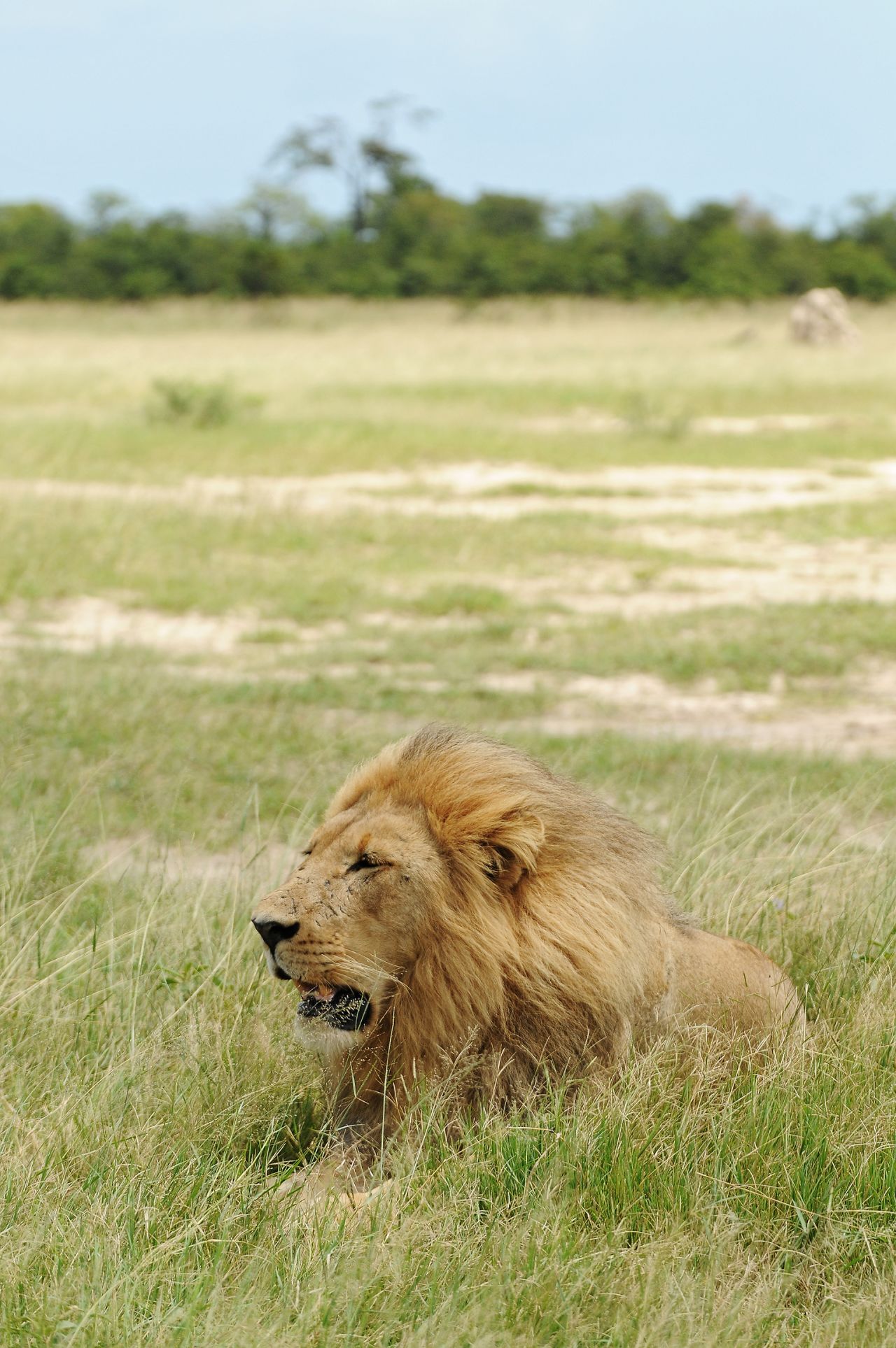 KAZA has been called "Noah's Ark" and is home to 200 different mammals including the "Big five" --leopards, rhinos, buffaloes, lions and African elephants.