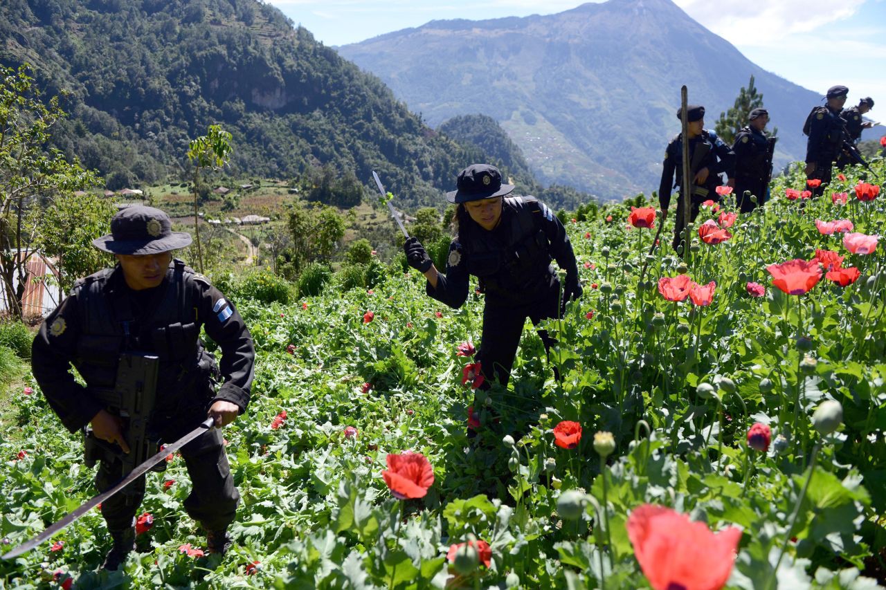 Police officers take part in an operation to destroy a poppy plantation in the 11 de Mayo village in Guatemala, near the border with Mexico, on November 29, 2013.