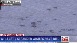 NR Zarrella Stranded Whales_00023719.jpg