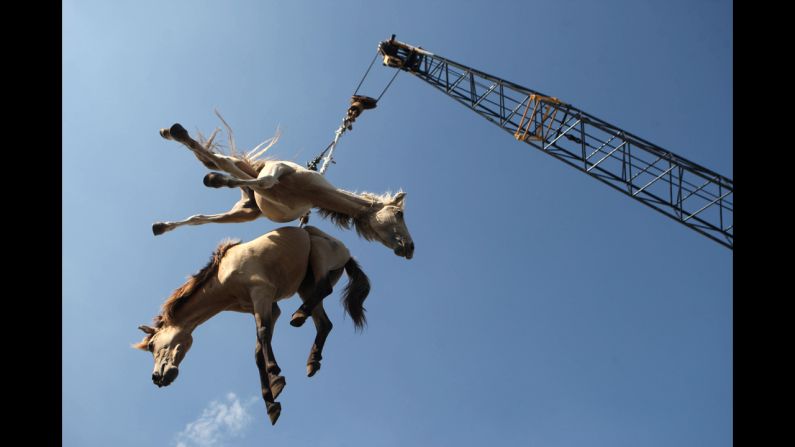 <strong>February 8:</strong> Horses are hoisted in the air by a crane as they are transferred from a cargo ship onto a truck in Surabaya, Indonesia.