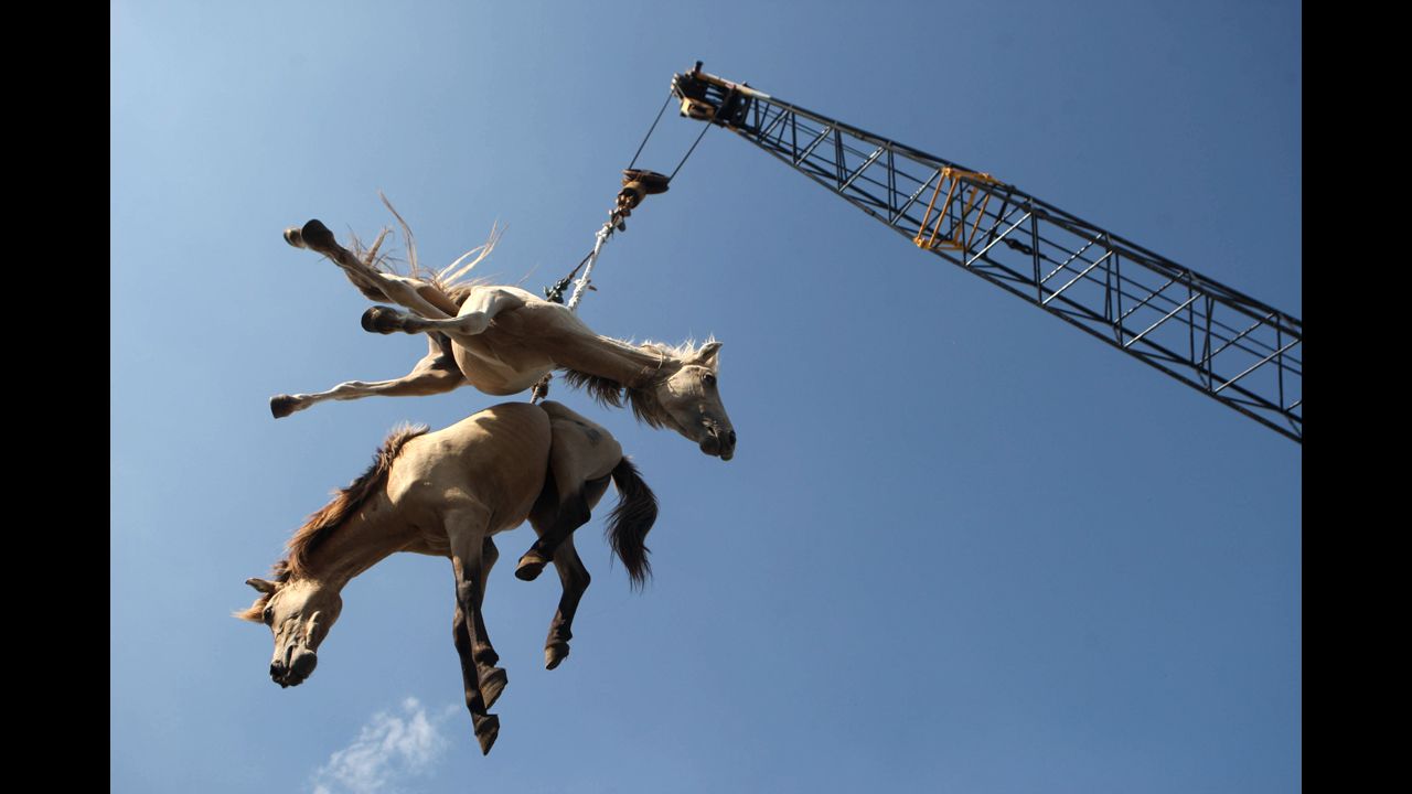<strong>February 8:</strong> Horses are hoisted in the air by a crane as they are transferred from a cargo ship onto a truck in Surabaya, Indonesia.