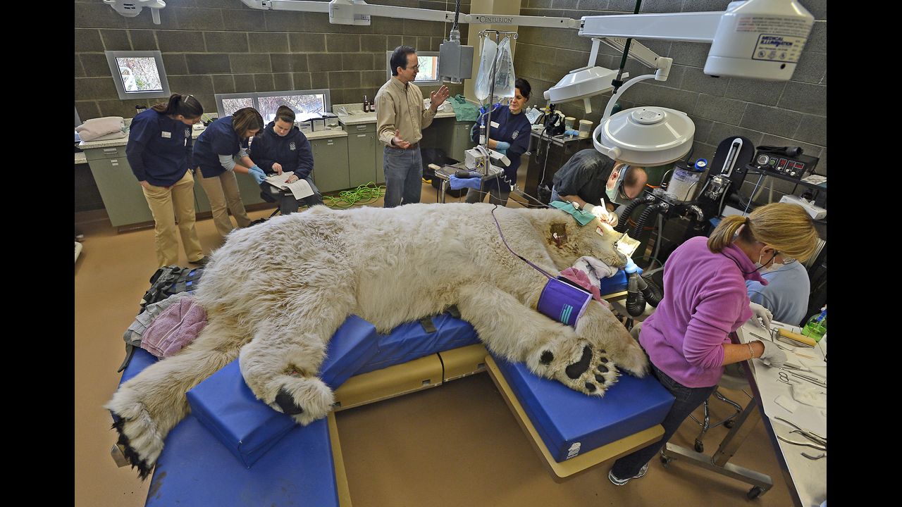 <strong>February 23:</strong> A sleeping giant, Boris the polar bear, undergoes a physical exam at the animal hospital of Point Defiance Zoo & Aquarium in Tacoma, Washington. A team of veterinarians, technicians and staff also performed a root canal and some minor eye surgery on the 27-year-old bear.