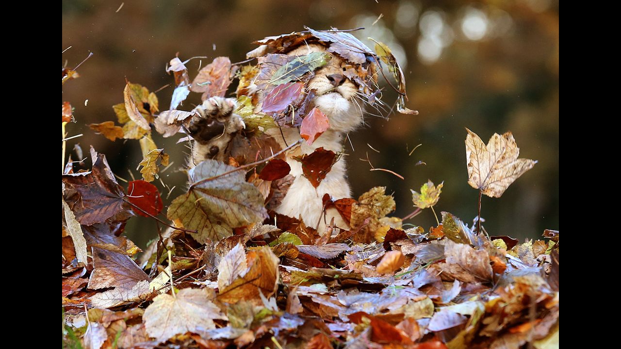<strong>November 21:</strong> Karis, an 11-week-old lion cub, plays in fallen leaves in her enclosure at Blair Drummond Safari Park near Stirling, Scotland.