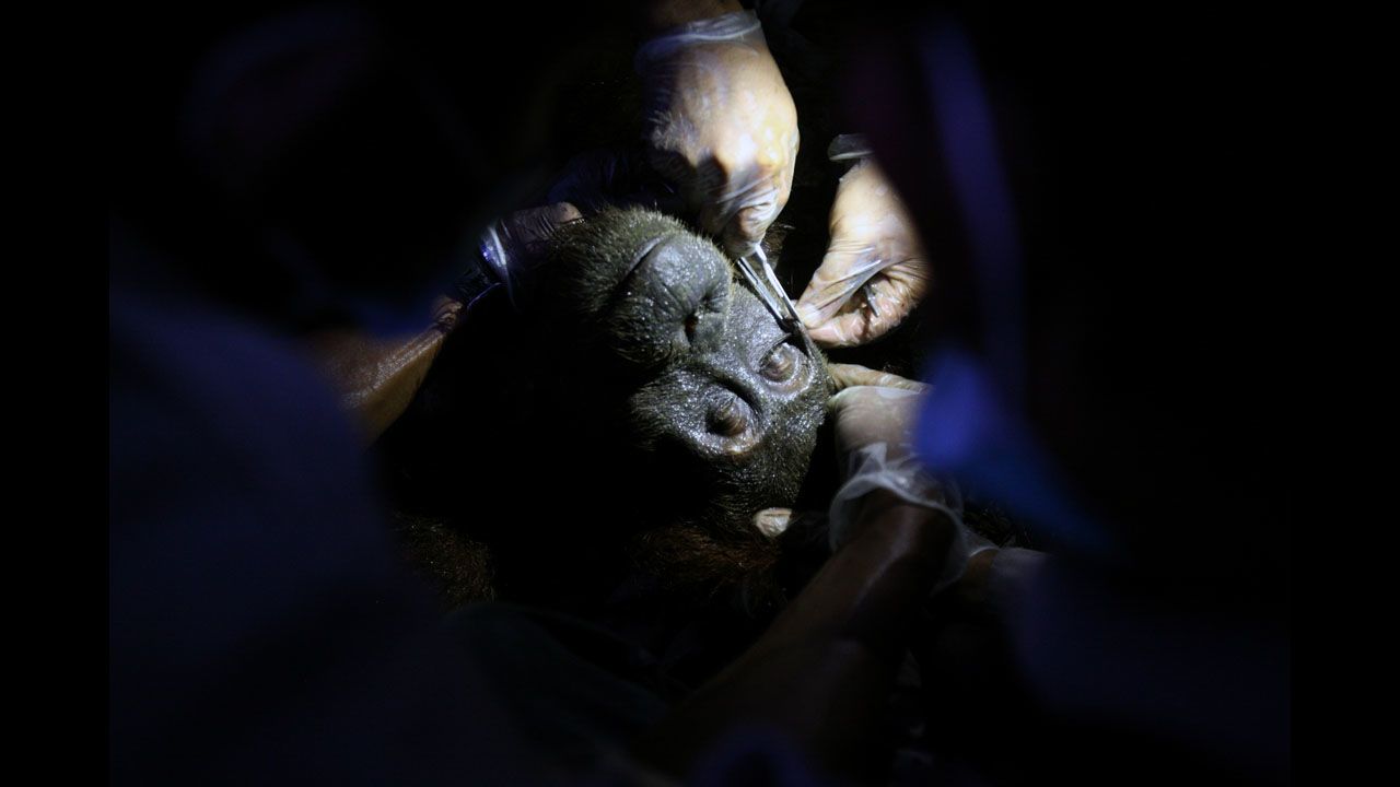 <strong>July 21:</strong> Activists from the Orangutan Information Center remove an air rifle pellet from the face of an orangutan that was rescued from a palm oil plantation in Padang Tualang, Indonesia.