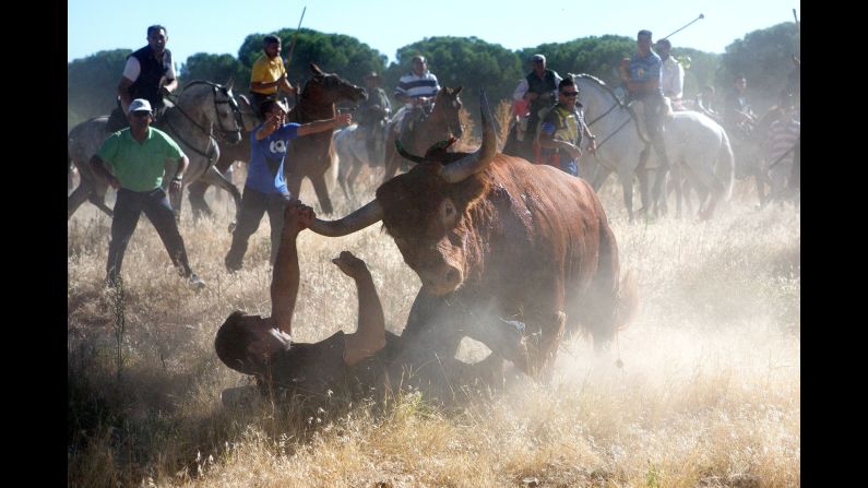 <strong>September 17:</strong> A bull charges over a photographer during the Toro de la Vega festival in Tordesillas, Spain.