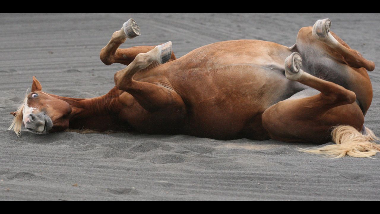 <strong>October 12:</strong> Buckshot the horse rolls on rough gravel to scratch an itch at the Wagon Wheel Ranch in Frederick County, Virginia.