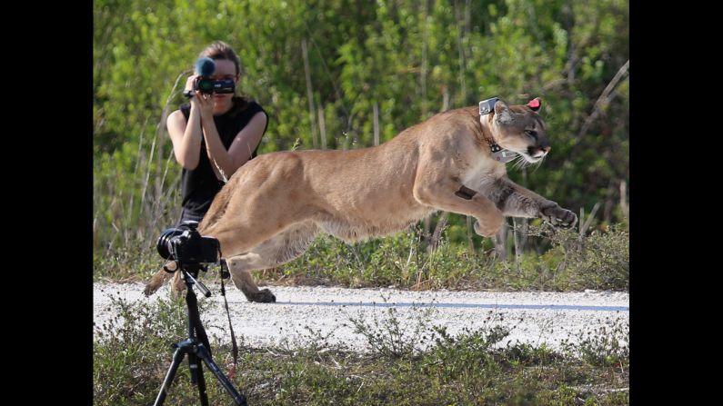 <strong>April 3:</strong> A 2-year-old Florida panther is released into the wild by the Florida Fish and Wildlife Conservation Commission in West Palm Beach, Florida. The panther and its sister had been raised at the center since they were 5 months old. They were rescued after their mother was found dead.