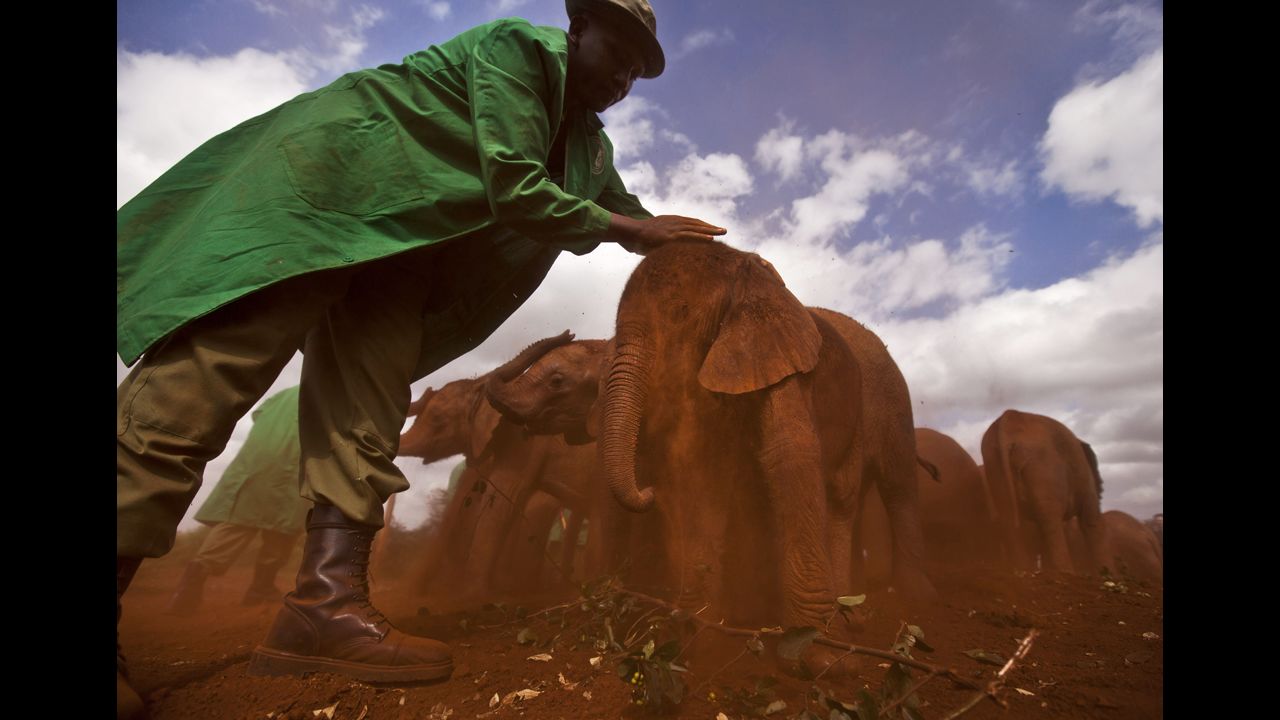 <strong>June 5:</strong> Ajabu, a 2-month-old orphaned baby elephant, is given a dust bath after being fed at an event to mark World Environment Day in Nairobi, Kenya.