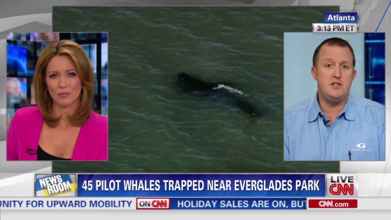 Whales trapped near Everglade Park | CNN