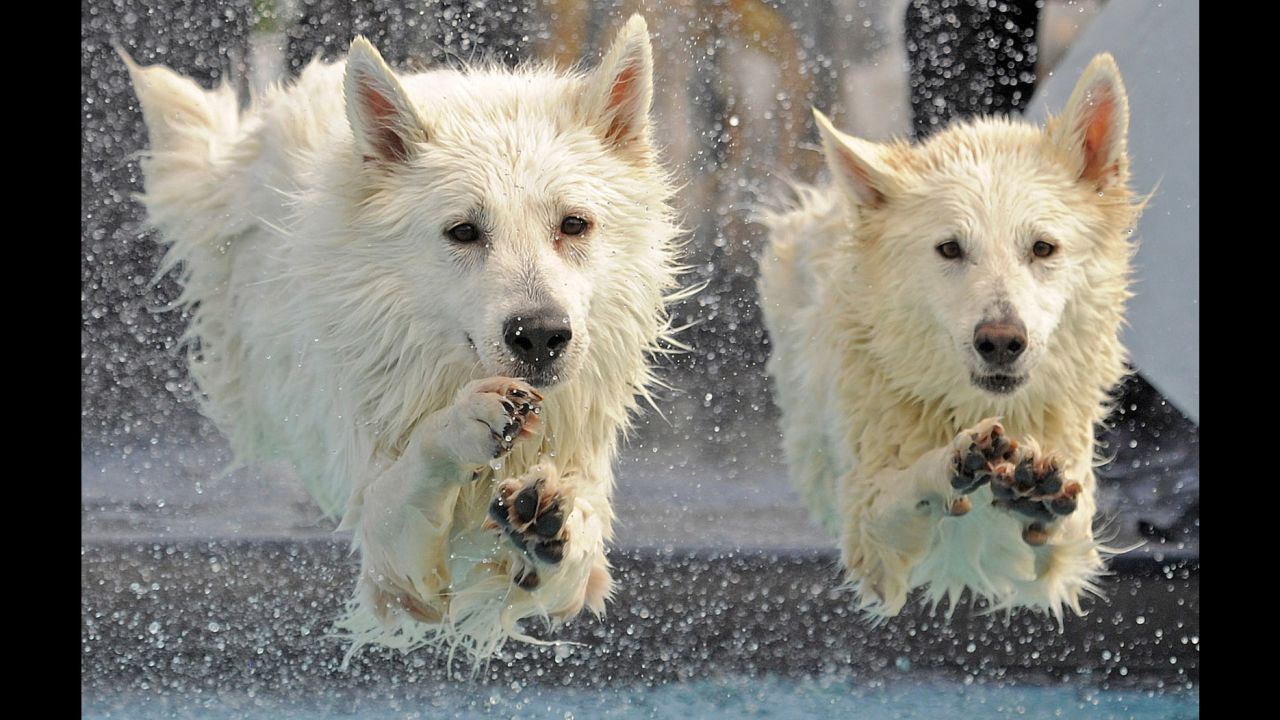 White Swiss shepherd dogs Kenai and Yasu compete in the dog diving competition at the International Pedigree Dog and Purebred Cat Exhibition in Erfurt, Germany on June 16.