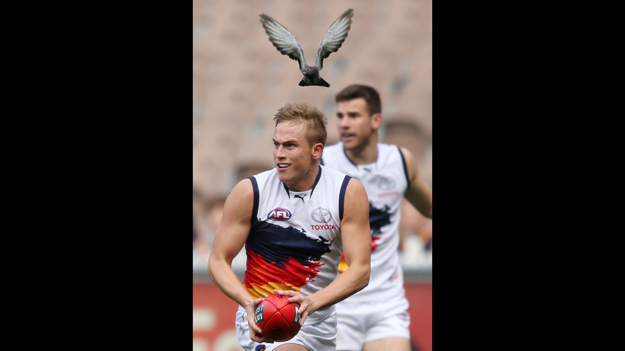 Bernie Vince of the Adelaide Crows nearly gets hit by a pigeon during an Australian football match against the Richmond Tigers on June 15 in Melbourne, Australia.