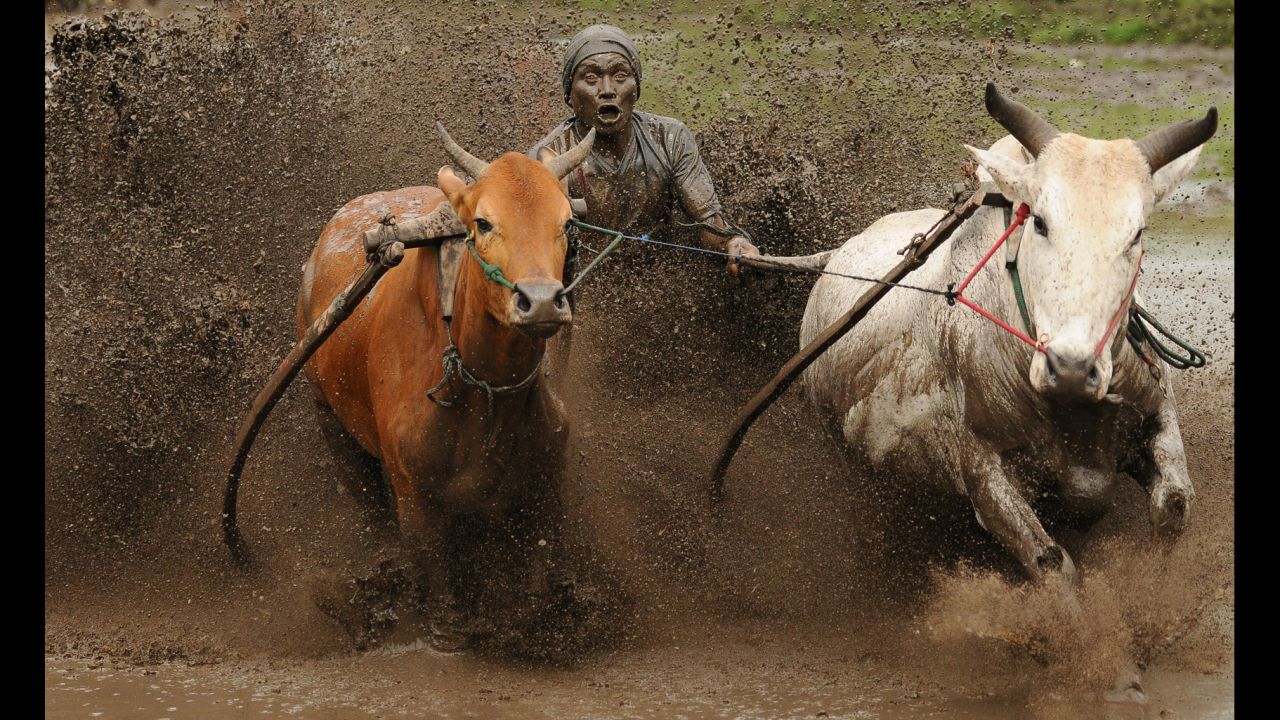 A jockey spurs the cows as they race in Pacu Jawi on October 12 in Batusangkar, Indonesia. Pacu Jawi is a traditional cow race held annual in muddy rice fields to celebrate the end of harvest season.