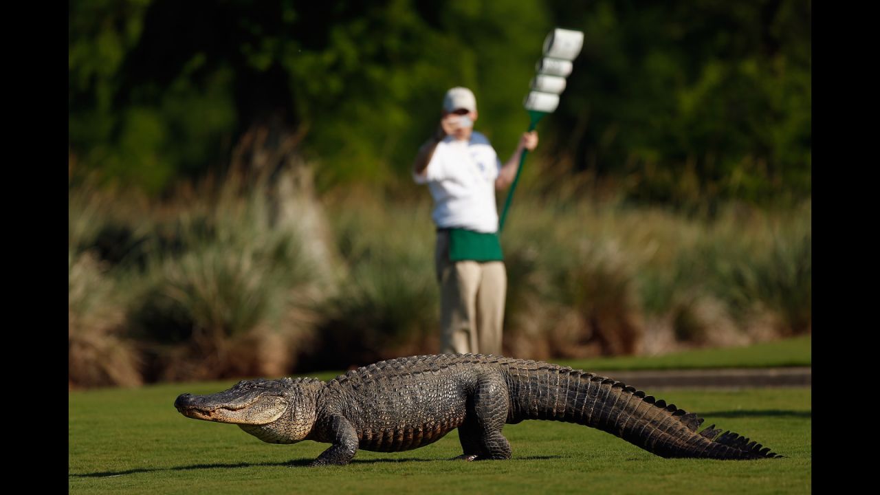 A giant alligator sits on the 14th fairway during the first round of the Zurich Classic on April 25 in Avondale, Louisiana.