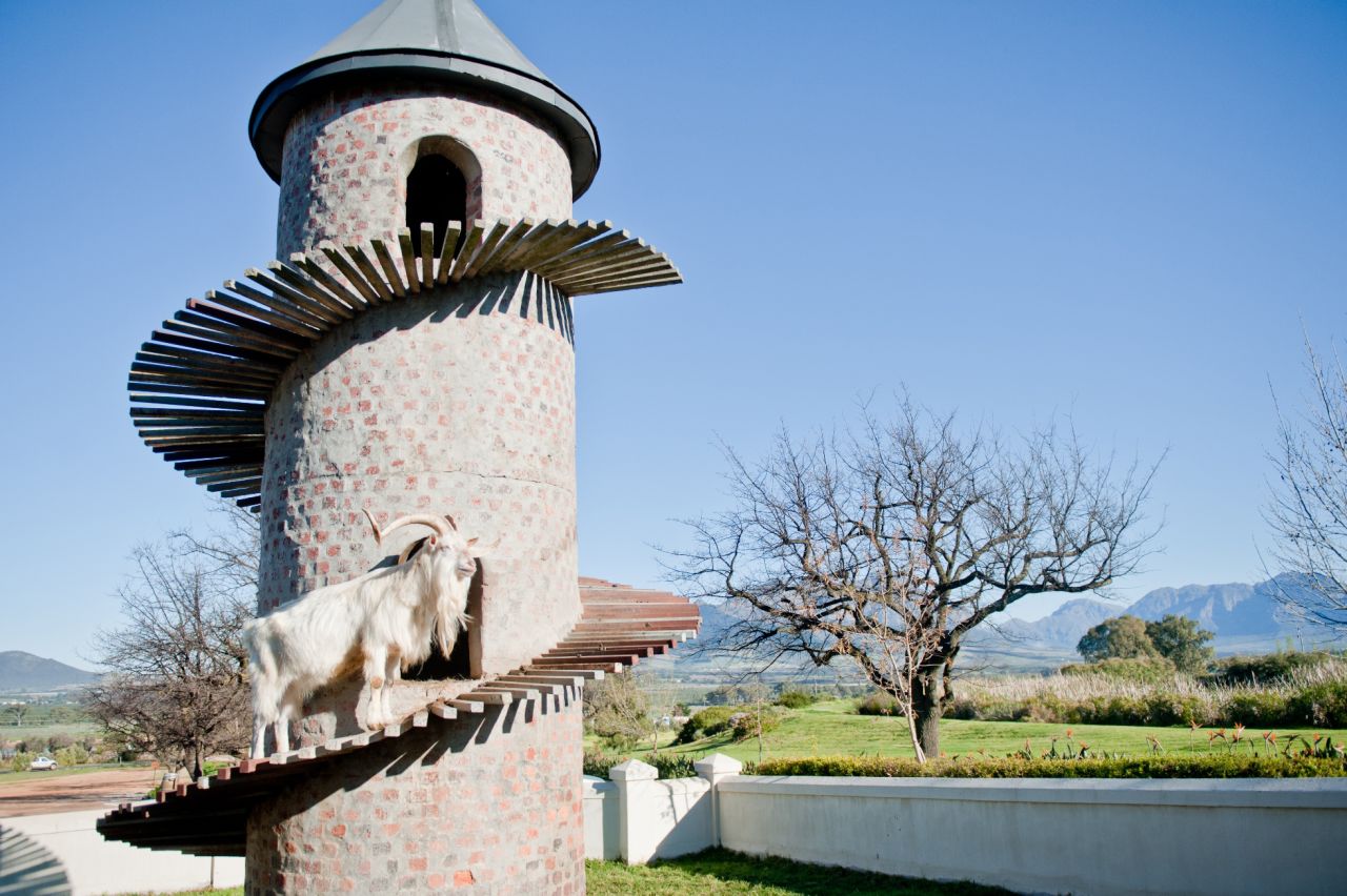 The farm's Goats do Roam wine collection (a take on Côtes du Rhône) is inspired by the farm's goat tower, home of Fairview's most recognizable team members. More than 1,000 goats (not all living in the tower) provide milk for the Vineyard Cheesery every day.