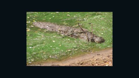 A mugger crocodile balances twigs on its nose to tempt birds collecting small branches to build nests with, at Madras Crocodile Bank in India.