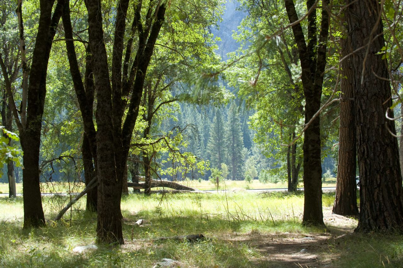 Yosemite will be celebrating its 150th birthday next year. The park was originally protected by President Abraham Lincoln's signing of the Yosemite Grant in 1864, giving the Yosemite Valley and the Mariposa Grove to California to be administered. It became a national park in 1890. 