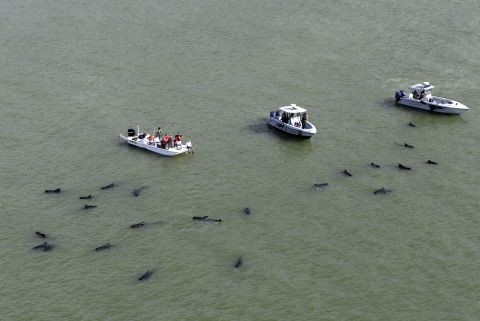 Officials in boats monitor dozens of pilot whales that are stranded in shallow water in a remote area of Florida's Everglades National Park, on Wednesday, December 4.