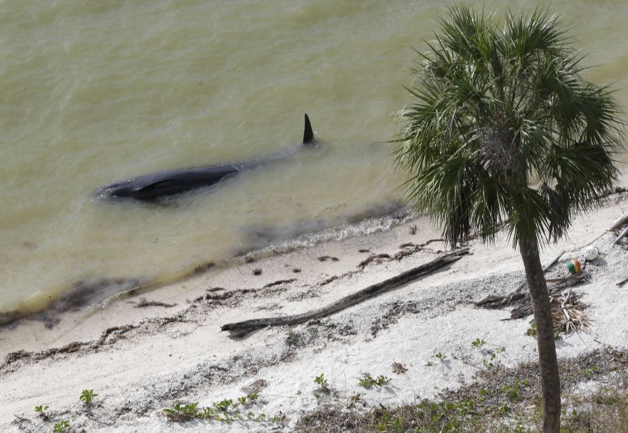 A dead pilot whale lies near the beach in a remote area of Florida's Everglades National Park. Federal officials say 10 of the dozens of whales stranded are now dead.
