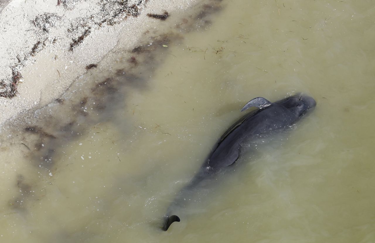 A dead pilot whale lies near the beach in a remote area of Everglades National Park.