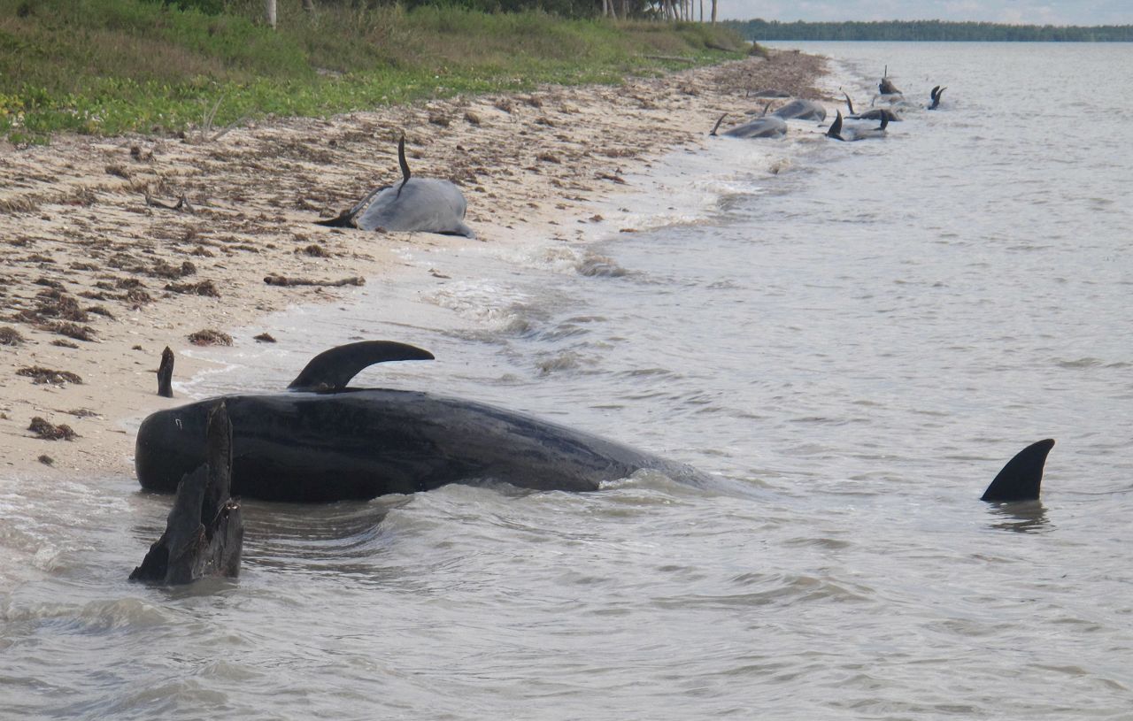 Pilot whales are stranded on a beach in a remote area of the western portion of Everglades National Park on Tuesday, December, 3. The marine mammals are known to normally inhabit deep water. 