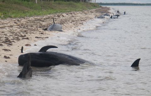 Pilot whales are stranded on a beach in a remote area of the western portion of Everglades National Park on Tuesday, December, 3. The marine mammals are known to normally inhabit deep water. 
