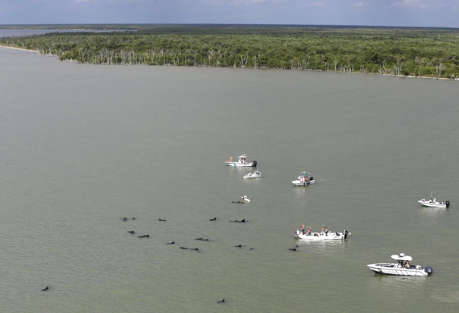 Officials monitor the scene where dozens of pilot whales are stranded in shallow water.