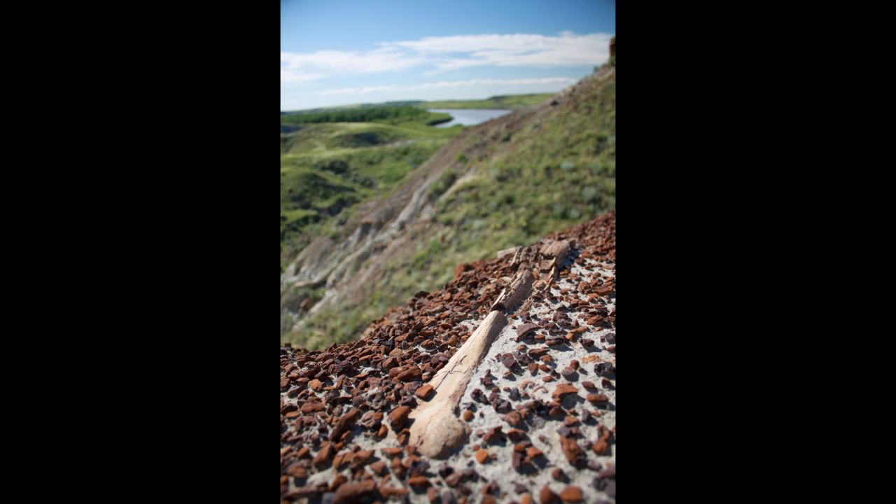 Un hueso fosilizado puede verse expuesto en el suelo del Parque Provincial de los Dinosaurios. 