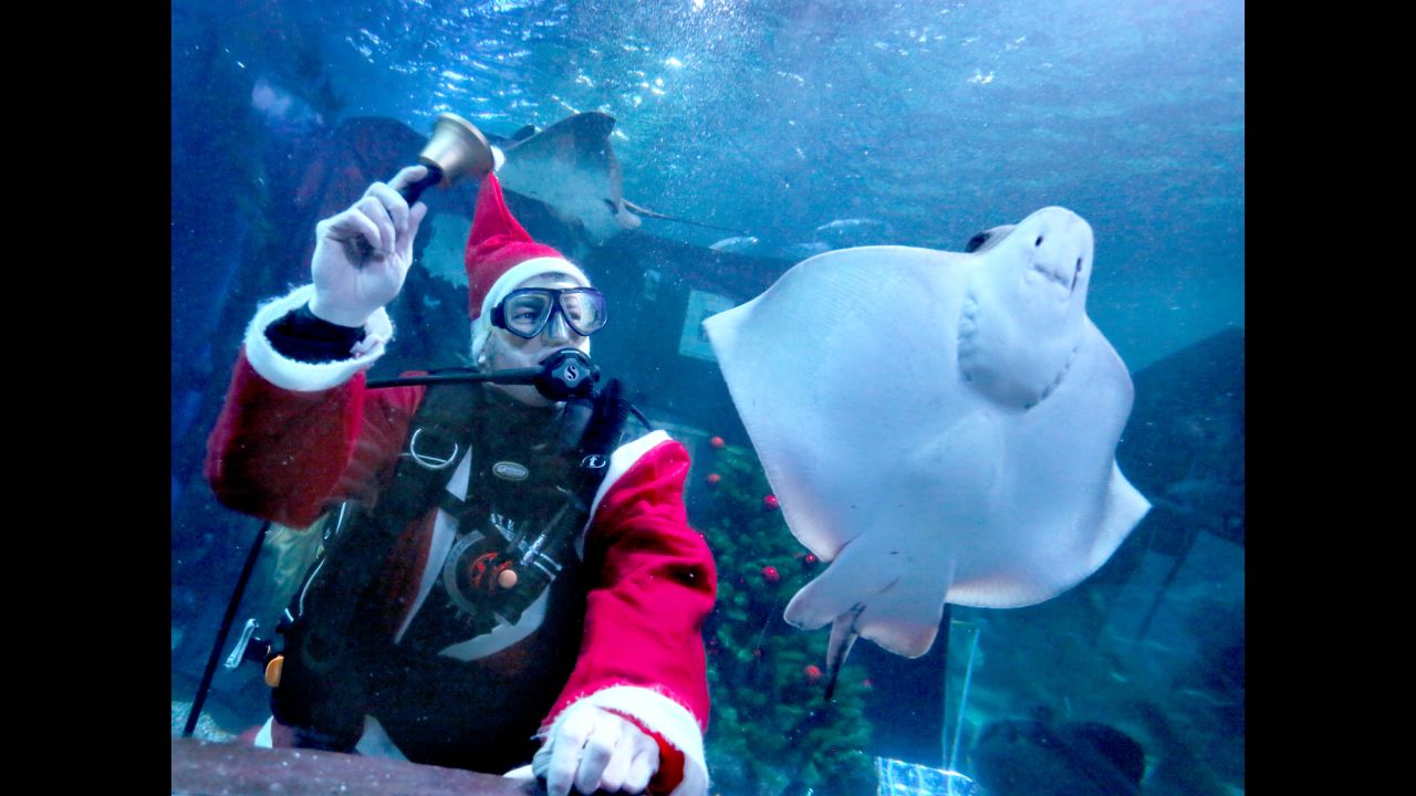 A diving Santa rings a bell next to a ray at the Sea Life Aquarium in Berlin on December 3.