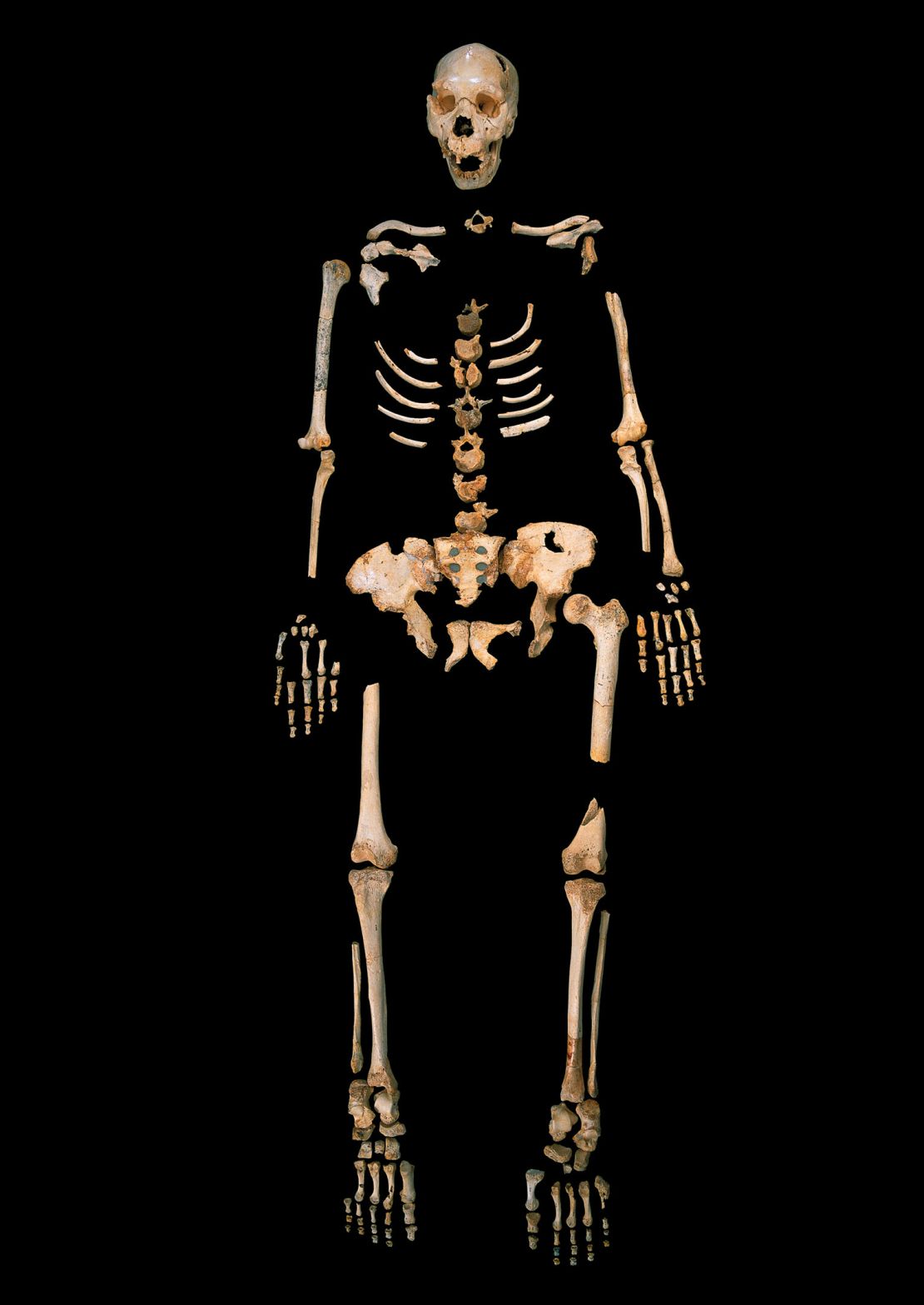 A skeleton of a Homo heidelbergensis representative from a cave site in Spain.