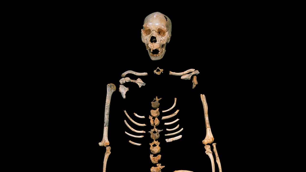 A skeleton of a Homo heidelbergensis representative from a cave site in Spain.