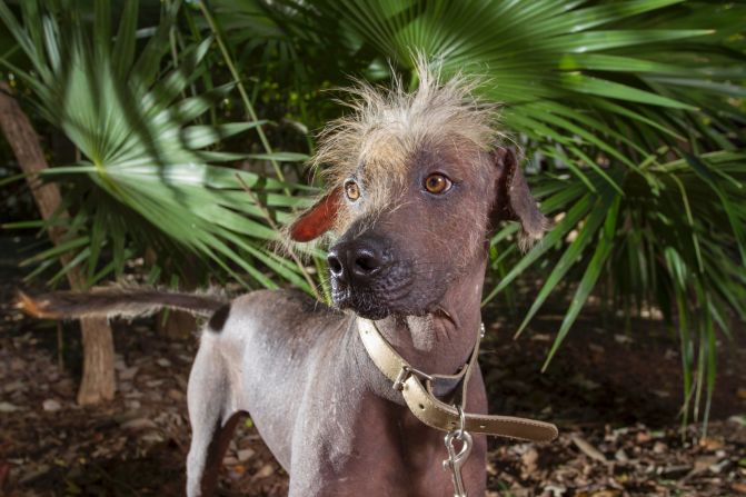 Dog walking meets Mayan history at Sandos Caracol. Guests can take the resort's "warrior" dogs, known as Xoloitzcuintle, for a walk around the grounds.