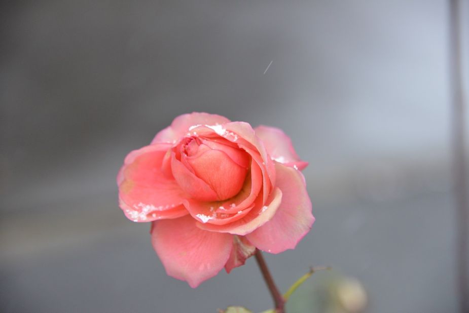 Snowflakes <a href="http://ireport.cnn.com/docs/DOC-1067419">rest on a rose</a> after a rare snowfall in Stanley Park in Vancouver on December 9. "Residents were out to view nature's white blanket before warmer weather and rains returns," said <a href="http://www.flickr.com/photos/sherwood411" target="_blank" target="_blank">Sherwood Patrick</a>.