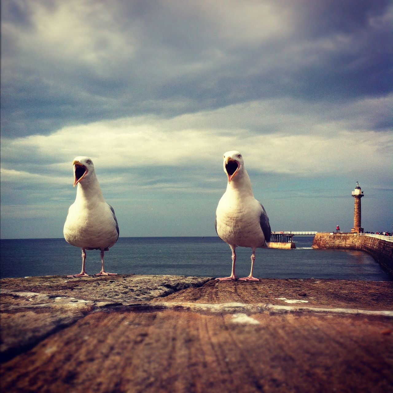 Fotógrafo: Ewan Jamieson, finalista.