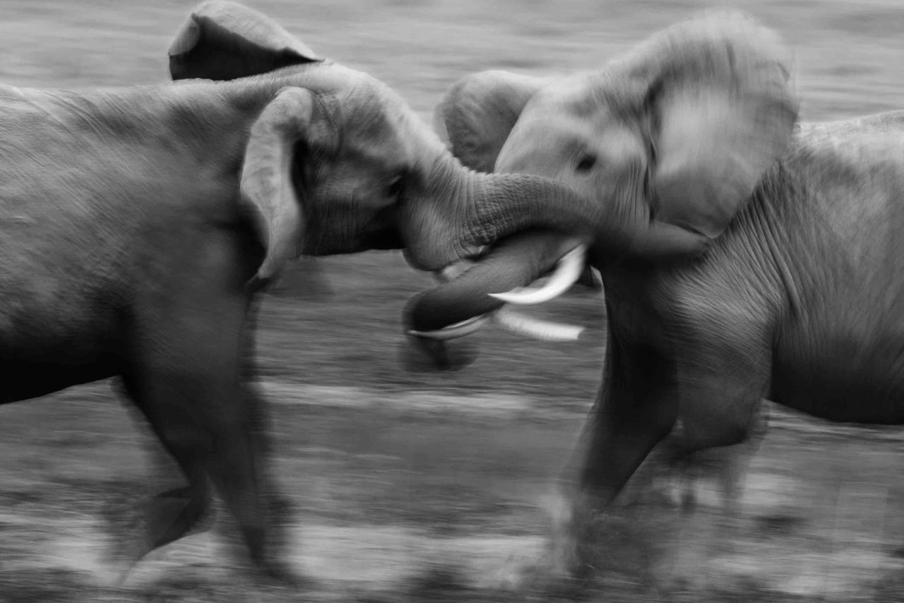 Considered one of the best Africa wildlife photographers, New York native David Gulden has spent the past two decades photographing in Kenya. Here he captures two bull elephants fighting over a female in estrus. Tsavo National Park, Kenya, 2011.