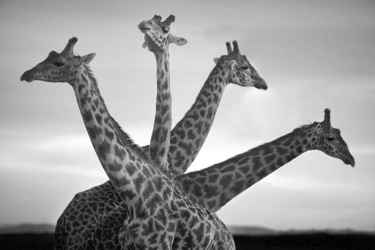 Gulden prefers black and white photography for its timelessness. This photo: Masai Mara National Reserve, Kenya, 2007.