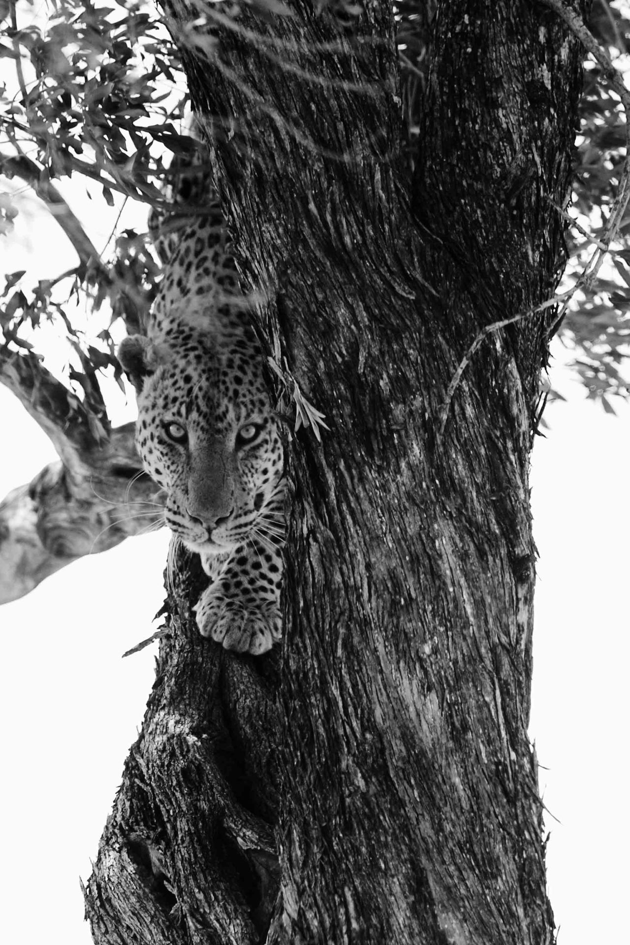  A female leopard climbs a fig tree. Talek River, Masai Mara National Reserve, Kenya, 2007. 