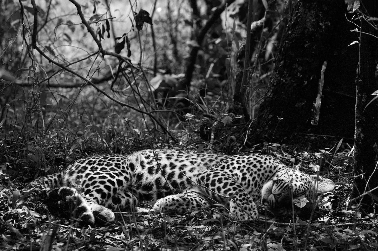 In this iconic Gulden shot, a mother leopard takes a late morning nap. Taken in Itong Hills, Masai Mara National Reserve, Kenya, 2006.
