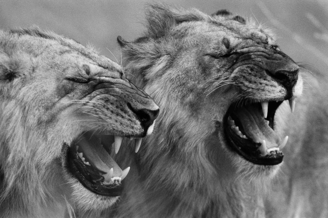 Two young marauding males exhibiting flehmen responses -- a way to better smell pheromones in the air. Masai Mara National Reserve, Kenya, 2002.