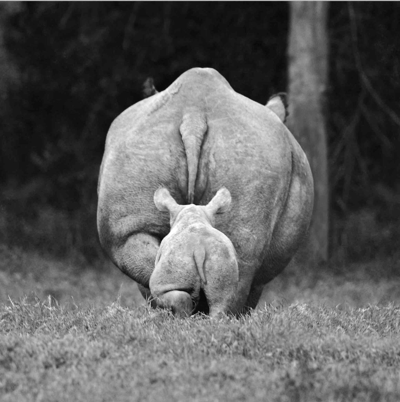 The average rhino pregnancy lasts 18 months. Baby rhinos are called calves. Solio Game Ranch, Mweiga, Kenya, 2008.