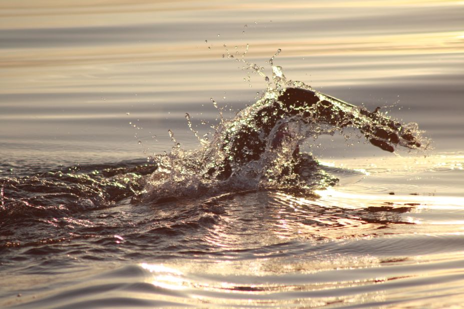 Conway swimming at dusk near Lundy Island off the British coast. 