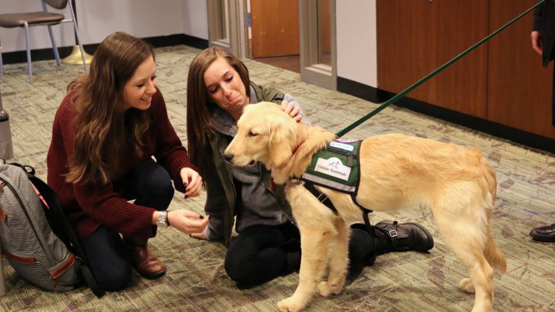 Therapy dogs help students across the country survive finals | CNN