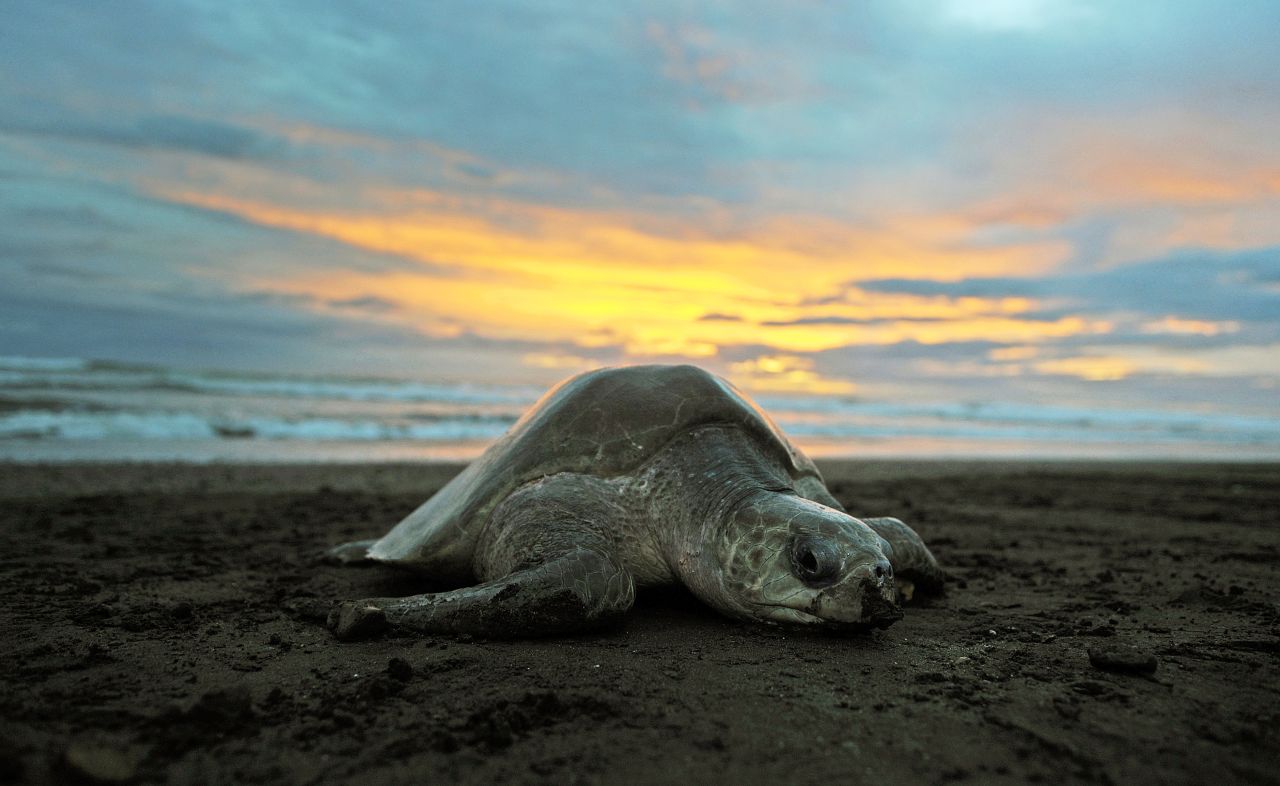 Si te gustan las estampas oficiales de aprobación de destinos antes de comprar tus boletos, las playas de Nosara, en Costa Rica, son tu opción.