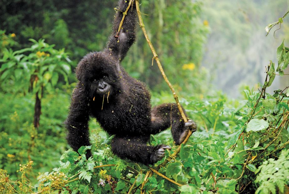 Spotting gorillas in Uganda and rhino in Kenya will become a less complicated affair in 2014 after changes to visa regulations come into effect.<br />"Visiting the mountain gorillas in Rwanda is a trip of a lifetime, but the magical experience itself lasts just one hour once you get up close to them," says Brad John-Davis, general manager for PEAK Africa.