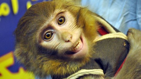 This is the second time Iran has sent a monkey to space. The first one, pictured, was sent to space earlier this year. 