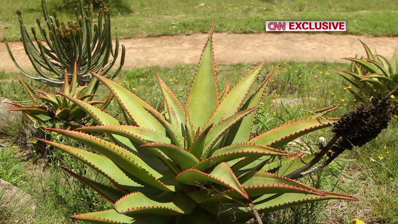 The garden includes an abundance of native plants including aloe which flowers in the winter.
