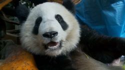 pkg watson china panda breeding center_00023623.jpg