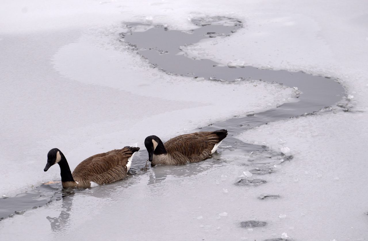 Two geese paddle along the single remaining channel in a frozen pond in Norfolk, Massachusetts, on Sunday, December 15. A fast-moving winter storm dropped about 6 inches of snow on the area during the night before changing to rain in the early morning. A winter storm covered much of the Northeast, leaving a foot of snow on parts of New England.