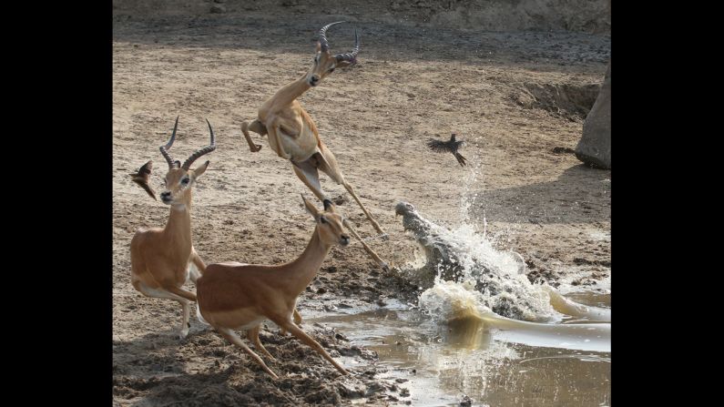 <strong>December 11:</strong> An impala leaps high into the air to avoid the gaping jaws of a crocodile in South Luangwa National Park in Zambia.
