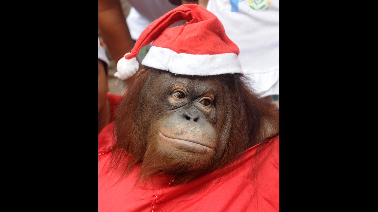 An orangutan named Pacquiao wears a Santa costume at the Malabon Zoo in Malabon City, Philippines, on December 15.